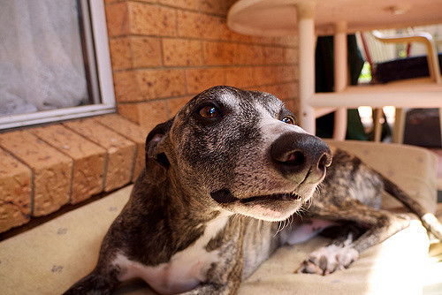 Can Small Dogs Sniff Out Cancer 