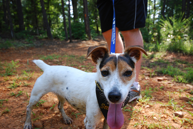 small dogs that like to hike