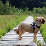 Do You Need a New Dog Walking Routine?