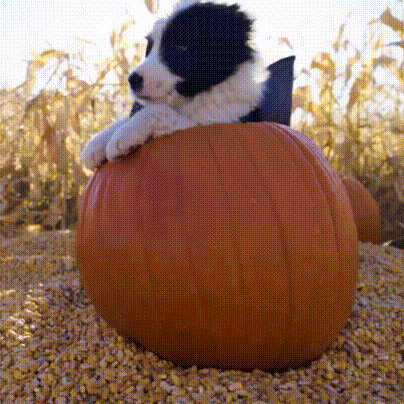 Cutest Puppies in Halloween Costumes