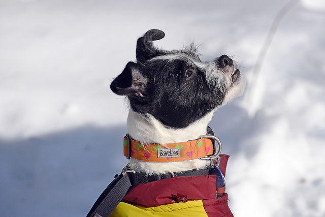 small dogs that like to hike